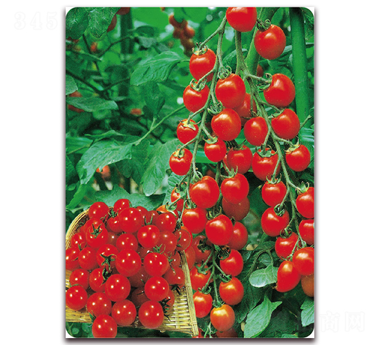 ��̫�-���ѷN��-��֮�W