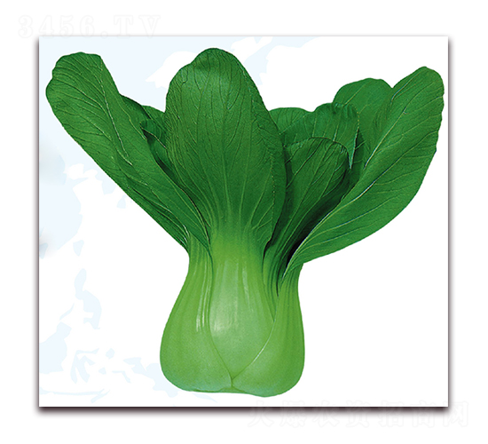 �۹�2̖-�ײ˷N��-��֮�W