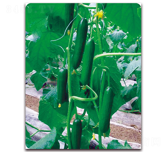 ���W7̖(h��o)-�S�ϷN��-��֮�W