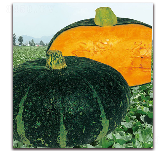 ����-�ϹϷN��-��֮�W