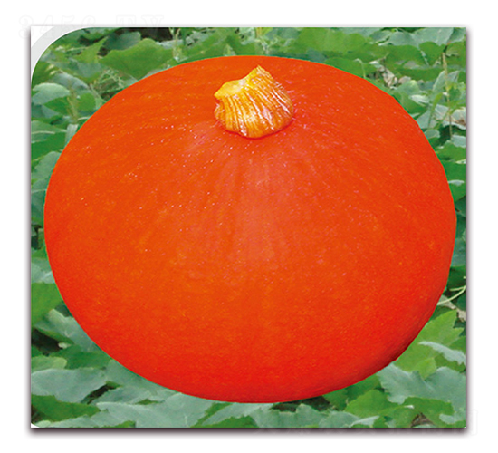 �F�t-�ϹϷN��-��֮�W