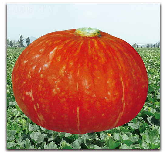 ����-�ϹϷN��-��֮�W