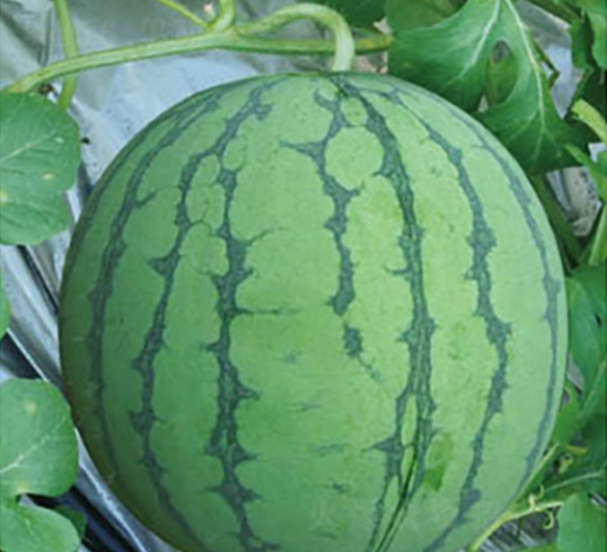 ��Ʒ8424-���ϷN��-���؈@ˇ