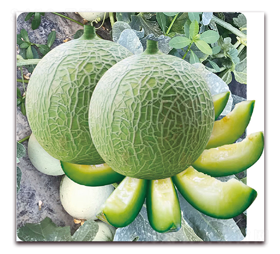 ���ҹ�-��ϷN��-��֮�W