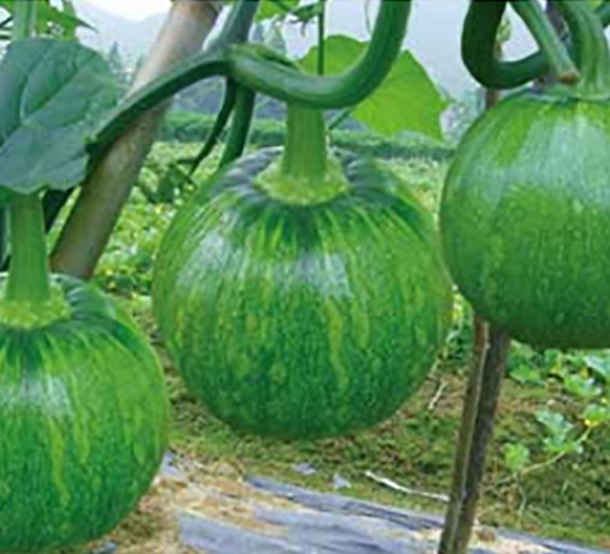 ���-�ϹϷN��-���؈@ˇ