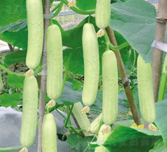 ���@һ̖(h��o)-�S�ϷN��-���؈@ˇ