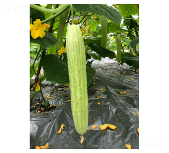 ���@ʮ��̖(h��o)-�S�ϷN��-���؈@ˇ