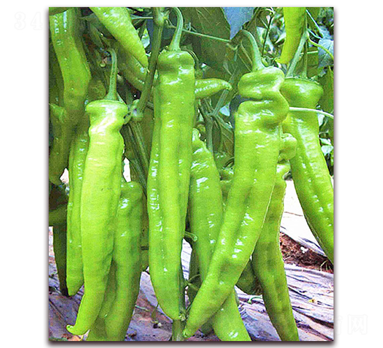 ��Ұ-�����N��-���_