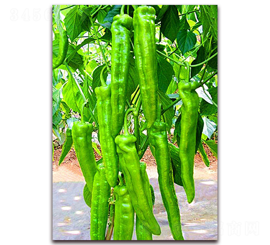 �G��-�����N��-���_(d��)