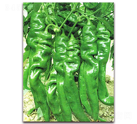 �ݽz��2̖-�����N��-���_