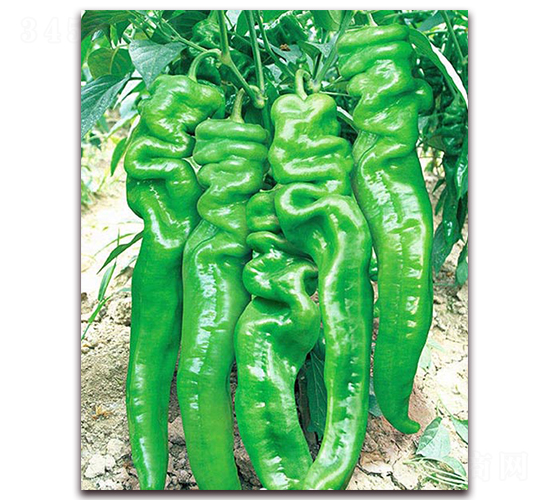 �ݽz��1̖(h��o)-�����N��-���_(d��)