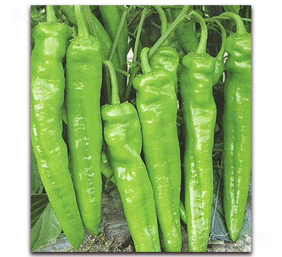 ��Ұ��̖(h��o)-�����N��-���_(d��)