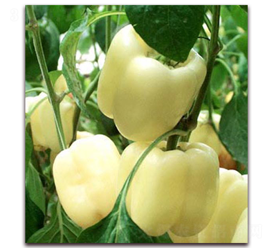 ����2̖-�����N��-���_