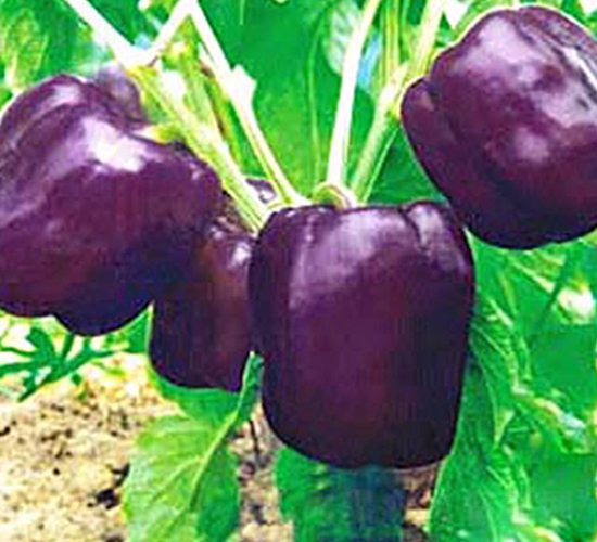 ����1̖-�����N��-���_