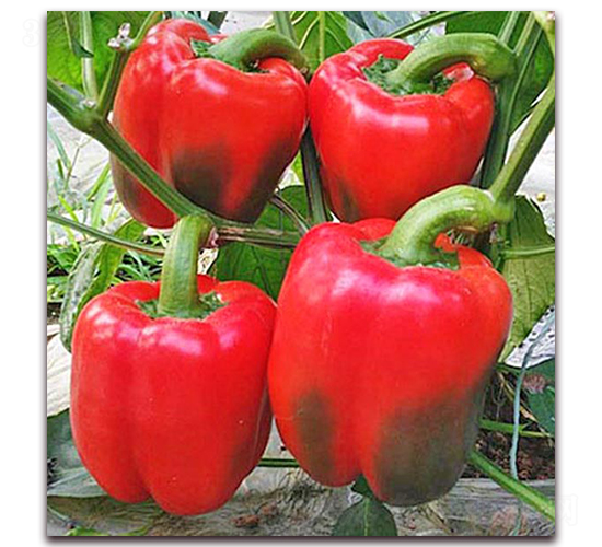 �t��2̖(h��o)-�����N��-���_(d��)