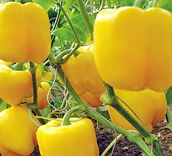 �S��2̖-�����N��-���_(d��)