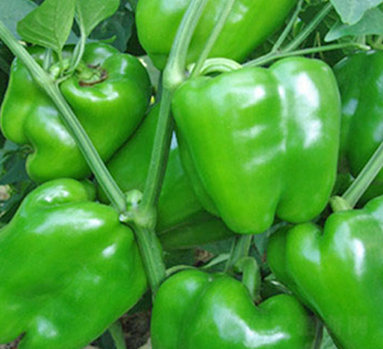 �ƶ�-�����N��-���_(d��)