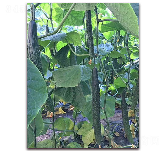 ���_(d��)1̖-�S�ϷN��-���_(d��)