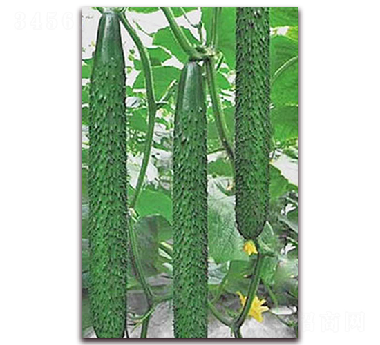 1608-�S�ϷN��-���_(d��)