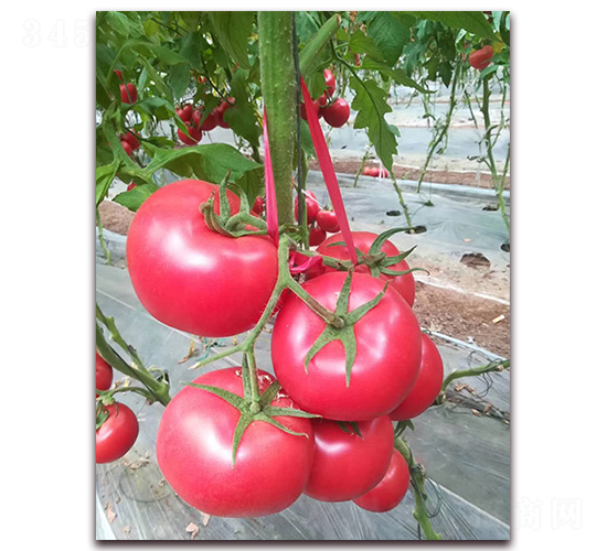 ��(l��)��-��TY���ѷN��-���_(d��)