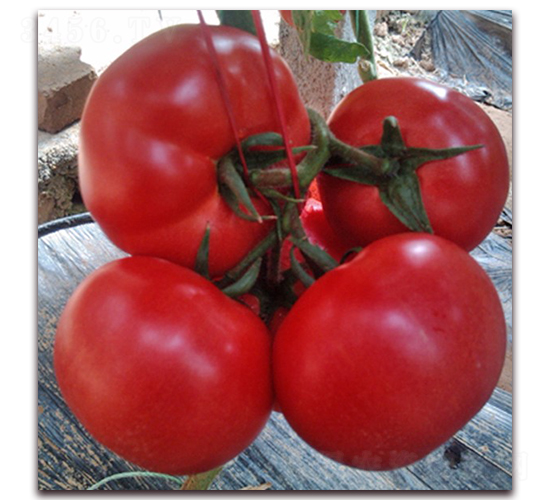 1688-��TY���ѷN��-���_(d��)