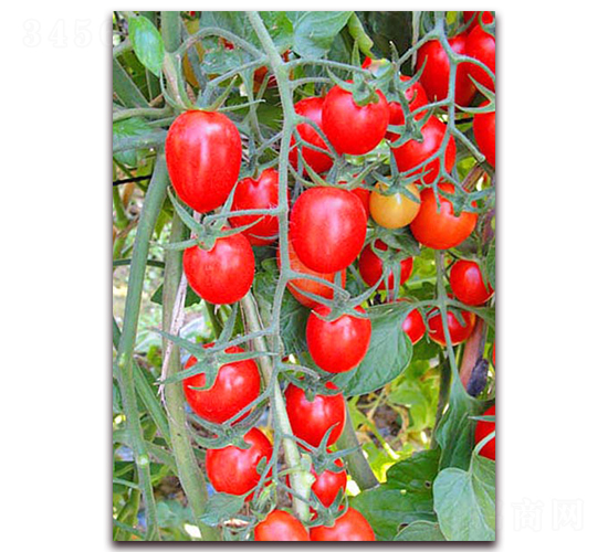 ����-����С���t���N��-���_