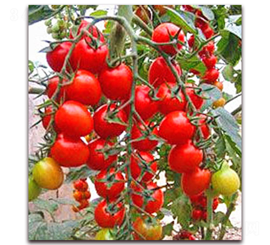 ���Z-����С���t���N��-���_