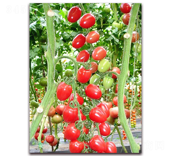 ���_(d��)2̖(h��o)-����С���t���N��-���_(d��)