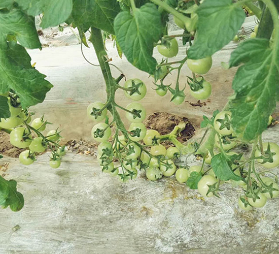 �̾G��2̖-����С���t���N��-���_(d��)