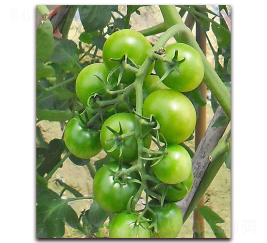 �̾G��1̖-����С���t���N��-���_