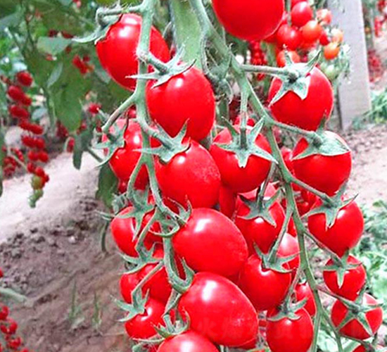 �t�_(d��)1̖-����С���t���N��-���_(d��)