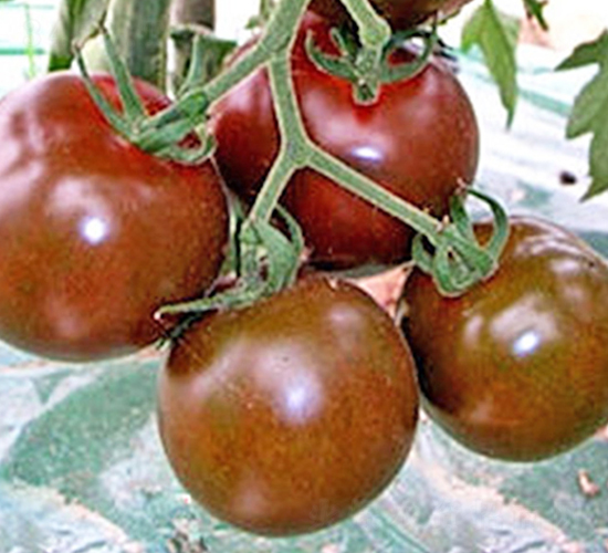 �ڌ�ʯ-����С���t���N��-���_