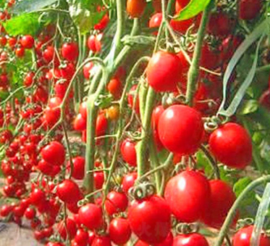 ���_(d��)1̖(h��o)-����С���t���N��-���_(d��)