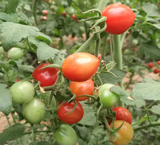 1168-����С���t���N��-���_