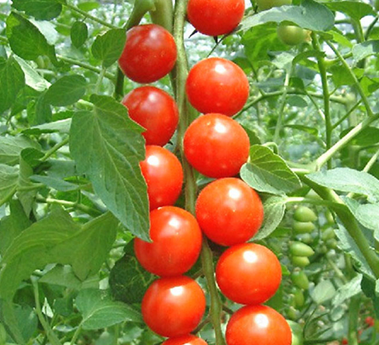 ���-����С���t���N��-���_(d��)