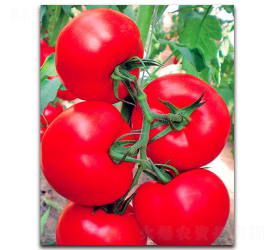 ��ɯ-�t�����ѷN��-���_(d��)