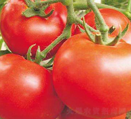 �֠���-�t�����ѷN��-���_(d��)