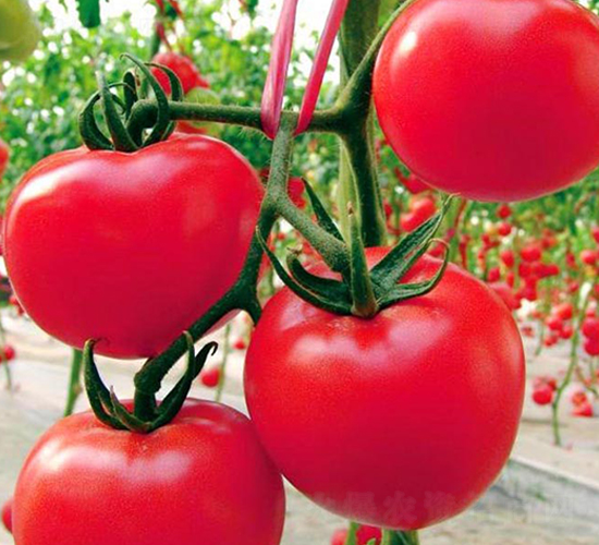 ���-�t�����ѷN��-���_