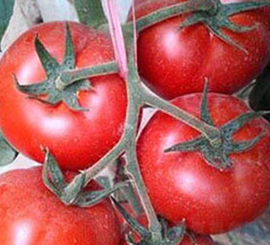 ��ӯ-�t�����ѷN��-���_(d��)