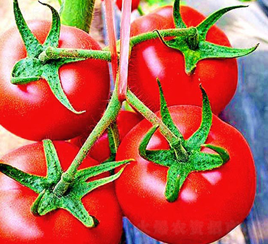 �_��-�t�����ѷN��-���_(d��)