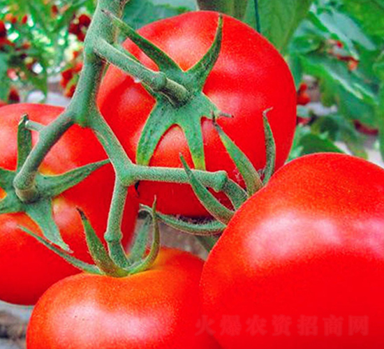 �P�{-�t�����ѷN��-���_