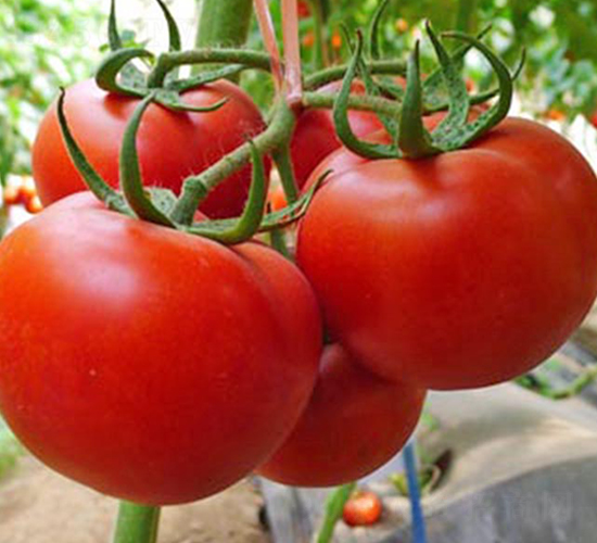 ����1̖-�t�����ѷN��-���_(d��)