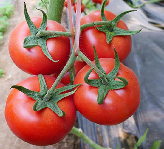 ��t1̖-�t�����ѷN��-���_