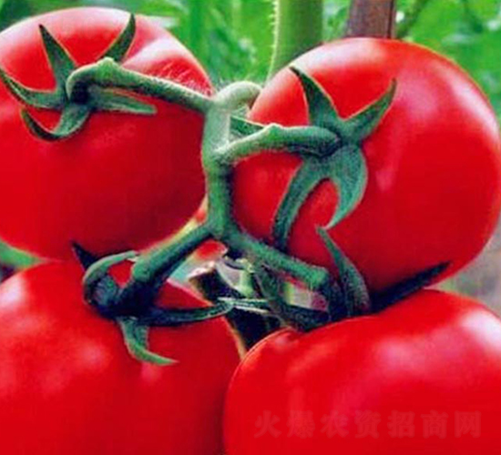 ؐ��-�t�����ѷN��-���_