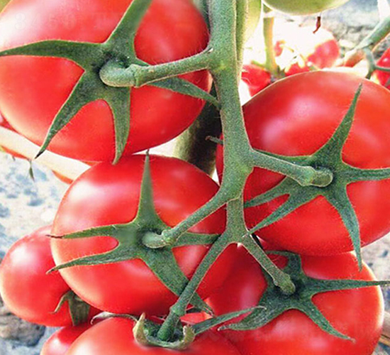 ؐ��-�t�����ѷN��-���_