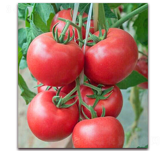 ��ɯ-�۹����ѷN��-���_(d��)