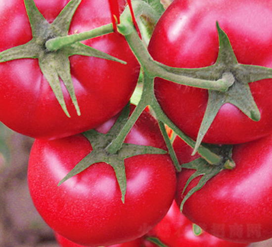 ����8̖-�۹����ѷN��-���_