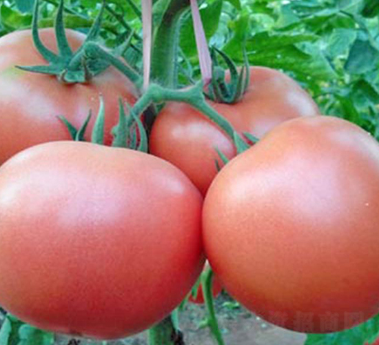 ����˹-�۹����ѷN��-���_(d��)