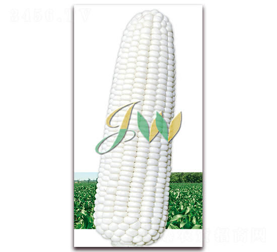 ��ѩ����-�rʳ���׷N��-�I�ھ���