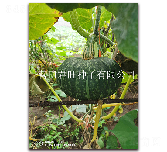 ����-�ϹϷN��-�I�ھ���